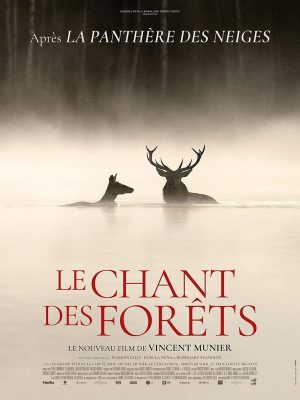 le-chant-des-forêts